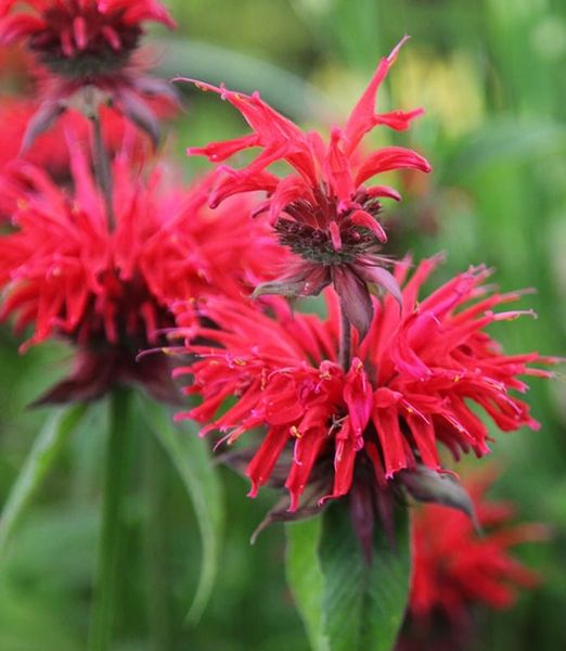 Monarda didyma 'Cambridge Scarlet'